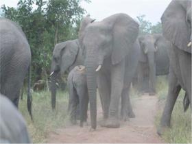 Budget safari in Kruger, South Africa