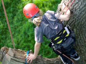 Tree climbing on the Isle of Wight