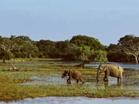 Sri Lanka family tour