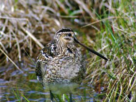 Scottish Highlands wildlife holiday