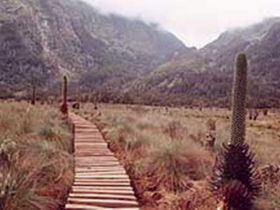 Uganda trekking holiday in the Rwenzori mountains