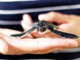 Turtle conservation project in the Maldives