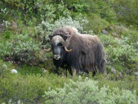 Walking holiday in Norway, Dovrefjell National Park
