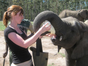 a volunteer feeding one of the young elephants