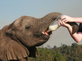 Thato getting his milk
