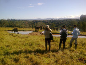 volunteers observing the elephants