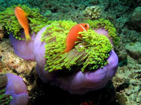 Marine conservation volunteering in the Maldives