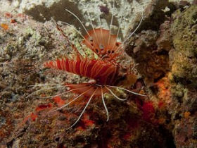 Marine conservation volunteering in the Maldives