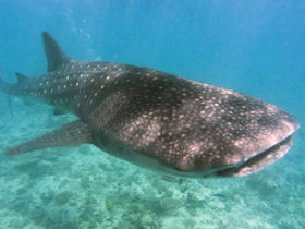 Marine conservation volunteering in the Maldives