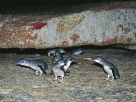 Tasmania conservation holiday, Australia