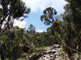 Umbwe Route Kilimanjaro climb