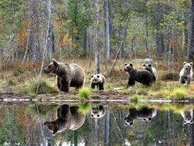 Bear photography short break in Finland