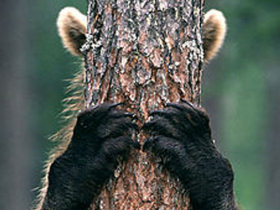 Bear photography short break in Finland