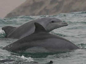 Volunteering with dolphins in Peru
