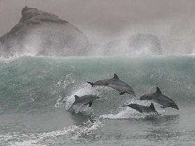 Volunteering with dolphins in Peru