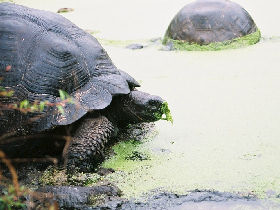 Peru and Galapagos Island holiday