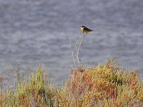 Birdwatching holiday in Andalucia