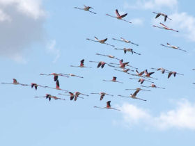 Birdwatching holiday in Andalucia