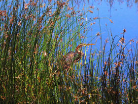 Birdwatching holiday in Andalucia