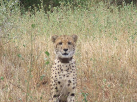 South Africa wildlife reserves conservation expedition