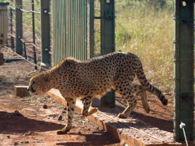 South Africa wildlife reserves conservation expedition