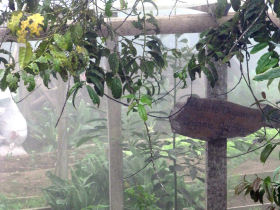 Rainforest conservation volunteering in Ecuador