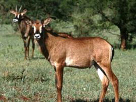 Predator conservation in South Africa