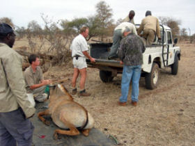 Predator conservation in South Africa