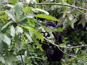 Mountain gorilla project in Uganda