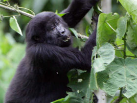 Mountain gorilla project in Uganda
