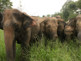 Wildlife conservation in Sri Lanka and the Maldives