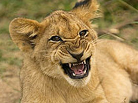 Lion research project in South Africa