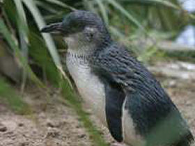 Tasmania coastal walking holiday, Australia