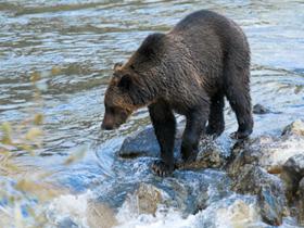 Kodiak bear tracking tour in Alaska