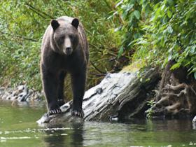 Kodiak bear tracking tour in Alaska