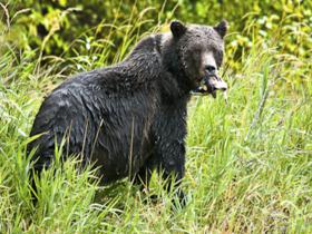 Kodiak bear tracking tour in Alaska
