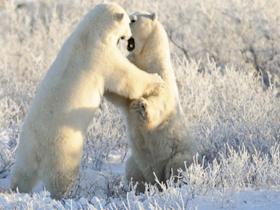 Polar Bear watching in Canada