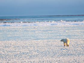 Polar Bear watching in Canada
