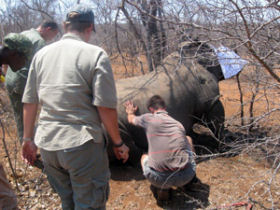 Rhino Capture on a game reserve in South Africa