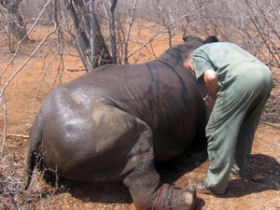 Rhino Capture on a game reserve in South Africa