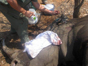 Rhino Capture on a game reserve in South Africa