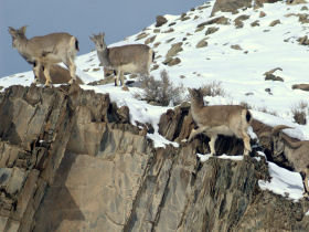 Snow Leopard tracking in the Himalayas