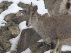 Snow Leopard tracking in the Himalayas