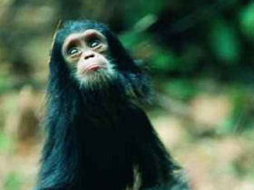 Family safari in Uganda, gorillas and chimps