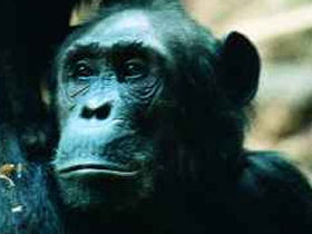 Family safari in Uganda, gorillas and chimps