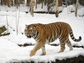 Tigers safaris in India