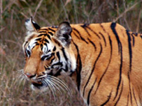 Tigers safaris in India