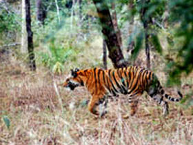 Tigers safaris in India