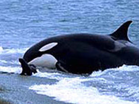 Whale watching tour in Argentina