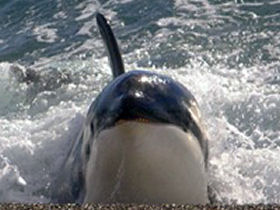 Whale watching tour in Argentina